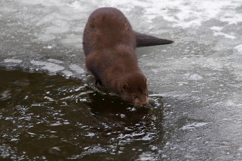 American mink (Neovison vison, Mustela vison), mustelid native to North America on frozen river