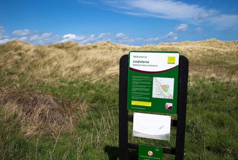 Sand dunes in Lindisfarne national nature reserve, Budle Bay, Northumberland coast, England, UK