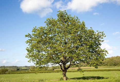 Green leaves single tree standing in green field with blue sky, Wiltshire, England, UK