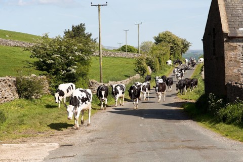 Cattle being walked home for milking, near Clapham, Yorkshire Dales national park, England, UK