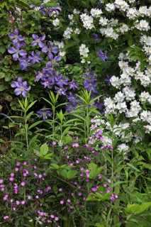 Sweet Mock-orange, English Dogwood (Philadelphus coronarius) and Red campion (Silene dioica,