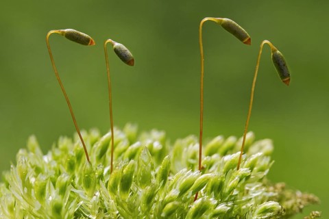 Swan's-neck thyme-moss, Horn calcareous moss (Mnium hornum) close up of capsules