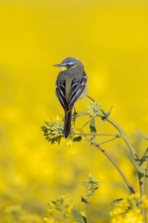 Blue-headed wagtail (Motacilla flava flava) male perched in yellow rape field, rapefield flowering
