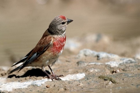 Male common linnet (Carduelis cannabina, Acanthis cannabina) on the ground, Spain, Europe