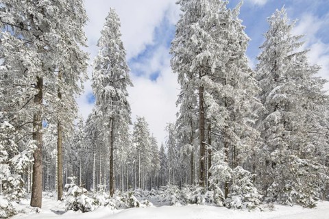 Pine trees in coniferous forest covered in snow in winter at the Hoge Venen, High Fens, Hautes
