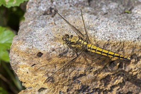 Vagrant darter (Sympetrum vulgatum) female dragonfly sunning on rock