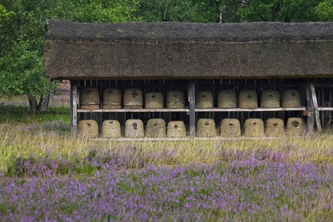 Bee hives, beehives, skeps in rustic shelter of apiary in the Lueneburg Heath, Lunenburg Heathland,