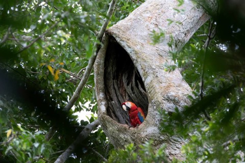 A colourful macaw, parrot resting in a tree cave, jungle, Colombia. South America