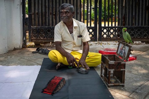 Fortune teller with parrot, former French colony Pondicherry or Puducherry, Tamil Nadu, India, Asia