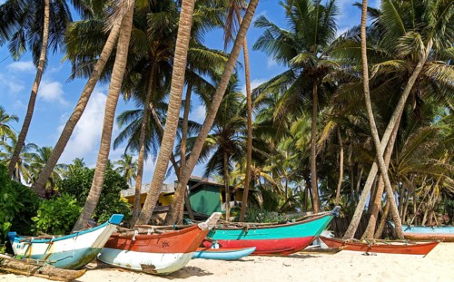 Brightly coloured fishing canoes under coconut palm trees of tropical sandy beach, Mirissa, Sri