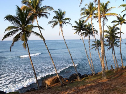 Tropical scenery of palm trees on a hillside by blue ocean, Mirissa, Sri Lanka, Asia