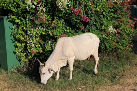 Brahman or Brahma a breed of Zebu cattle, Pasikudah Bay, Eastern Province, Sri Lanka, Asia