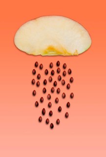 Apple cores separate from the flesh