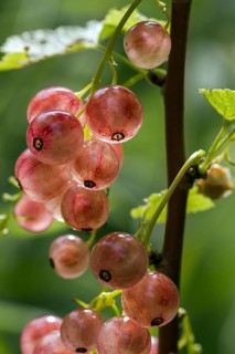 Rose-coloured berries of Pinkcurrant Rosa Sport (Ribes rubrum)