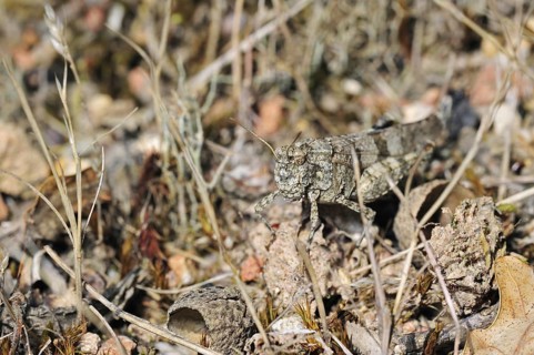 Blue-winged grasshopper (Oedipoda caerulescens) merging into arid environment, La Brenne, France,