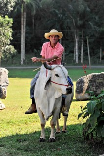 Tame riding bull for tourists, Vinales, Valle de Vinales, Pinar del Rio Province, Cuba, Greater