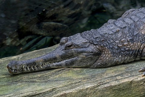 False gharial, Malayan gharial, Sunda gharial (Tomistoma schlegelii), freshwater crocodilian native
