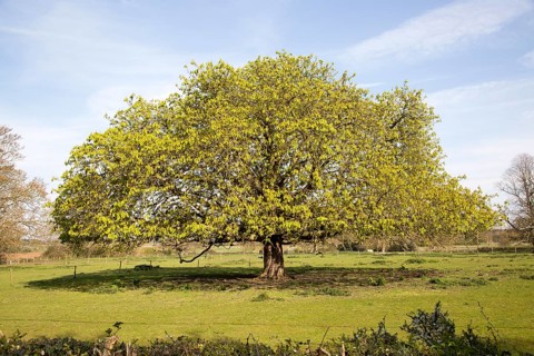 Wide spreading horse chestnut tree in spring with new leaves, Sutton, Suffolk, England, UK