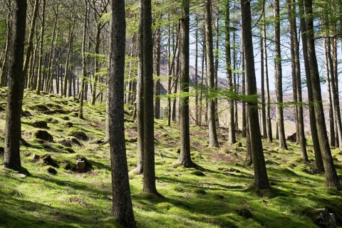 Woodland landscape tree trunks on the banks of Lake Buttermere, Cumbria, England, UK