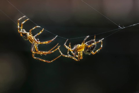 European garden spiders, diadem spider, cross spider, cross orbweaver (Araneus diadematus),