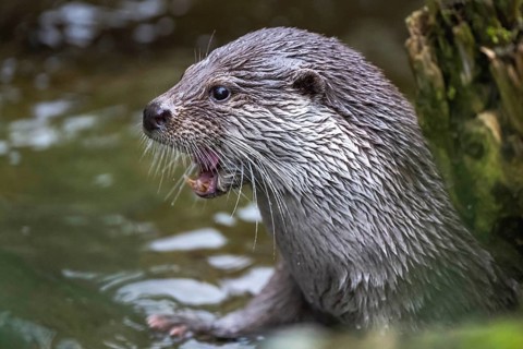 European otter Lutra lutra lutra