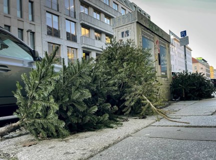 Christmas trees lying on the pavement after Christmas in Berlin, 10.01.2024