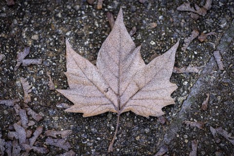 A frozen leaf lies on the pavement in Berlin on Thursday morning. There is currently an official