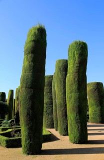 Cypress trees in the gardens of the Alcazar de los Reyes Cristianos, Alcazar, Cordoba, Spain,