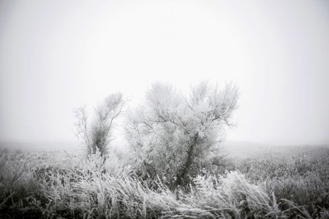 Tree covered with frost, winter landscape, front near Debaltseve, Donbas, Ukraine, Europe