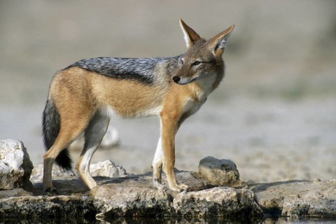 Black-backed jackal (Canis mesomelas) at waterhole in the Kalahari desert, Kgalagadi Transfrontier