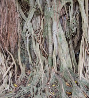Close up of buttress roots of banyan tree in historic town of Galle, Sri Lanka, Asia
