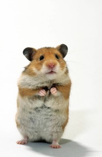 Golden hamster (Mesocricetus auratus) standing upright