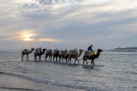 Man riding a dromedary, Essaouira beach, Morocco, Africa