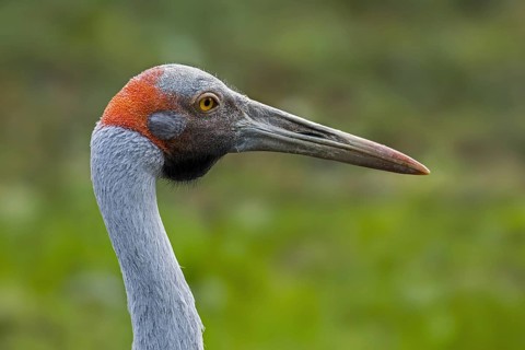 Close up portrait of brolga, native companion, Australian crane (Antigone rubicunda) native to