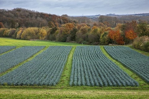 Rural landscape showing field with leek beds (Allium ampeloprasum)