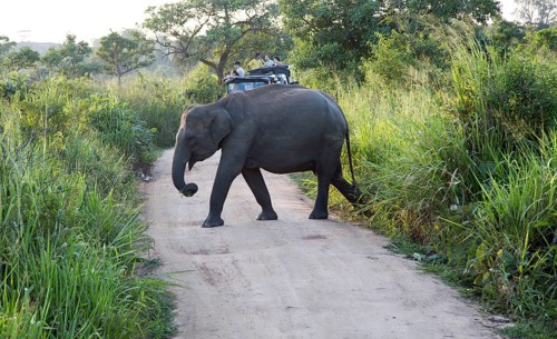 Wild elephants in Hurulu Eco Park biosphere reserve, Habarana, Anuradhapura District, Sri Lanka,