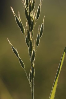 Tall Oat-grass (Arrhenatherum elatius) covered in dew