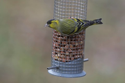 Eurasian siskin, European siskin, common siskin (Spinus spinus) male in breeding plumage eating