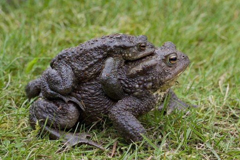 Common Toad, European Toad (Bufo bufo) pair migrating in amplexus to breeding pond in spring,