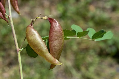 Red-brown, blistered, parchment-like fruits of the yellow bladder bush (Colutea arbrescens),