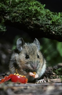 Wood mouse (Apodemus sylvaticus) eating rosehip