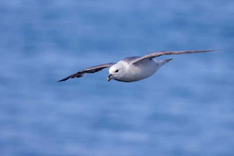 Northern fulmar (Fulmarus glacialis), in flight over the sea, Iceland, Europe