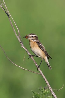 Whinchat (Saxicola rubetra) female with prey in beak, Germany, Europe