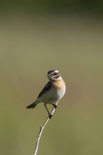 Whinchat (Saxicola rubetra) male perched