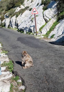 Barbary macaque apes, Gibraltar, British terroritory in southern Europe Barbary macaque apes,