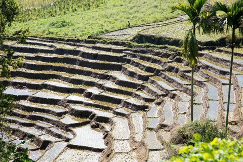 Paddy field rice farming terraces, Ella, Badulla District, Uva Province, Sri Lanka, Asia
