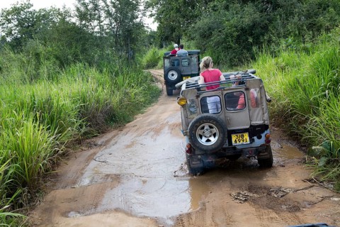 Elephant safari in Hurulu Eco Park biosphere reserve, Habarana, Anuradhapura District, Sri Lanka,