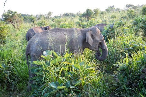 Wild elephants in Hurulu Eco Park biosphere reserve, Habarana, Anuradhapura District, Sri Lanka,