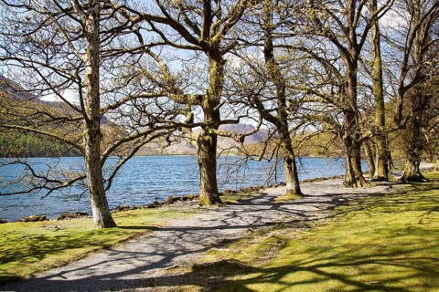 Lakeside woodland, Lake Buttermere, Lake District national park, Cumbria, England, UK
