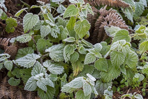 Common nettles, stinging nettle, stingers (Urtica dioica) and leaves of European blackberry covered